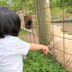 羊さん、牛さんがお出迎え♡上ノ原牧場カドーレで動物たちとふれあい牧場体験