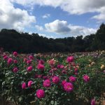 色鮮やかな花たちにうっとり♡世羅高原農場のダリアを見に行こう！