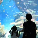 広島から日帰りでのお出かけにおすすめ！『しまね海洋館アクアス』で子連れ水族館を満喫♪