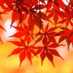 秋の家族旅行におすすめ【広島県北部】紅葉スポット8選