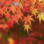 秋の家族旅行におすすめ【広島県中部】紅葉スポット10選
