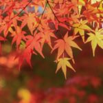 秋の家族旅行におすすめ【広島市内】紅葉スポット10選