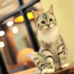 広島の猫カフェでほっこり♡癒されるおすすめ店9選