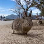 広島のうさぎ島「大久野島」で癒されよう！楽しみ方を教えます