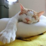子供だって夏バテに要注意！症状と防止策を知ってこの夏を乗り切る