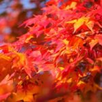 家族で撮影会！インスタ映えな広島の穴場紅葉スポット5選