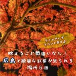 映えること間違いなし！広島で綺麗な紅葉が見られる場所5選！ライトアップイベントもあり♪