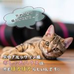 快適すぎて猫もゴロゴロ…♪呉のブルックリン風おしゃれハウスは、冬もぽかぽからしいんです♡