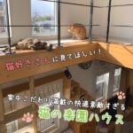 猫好きさんに見てほしい♡家中こだわり満載の快適素敵すぎる猫の楽園ハウス