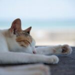 広島から行ける癒しの猫島・猫スポット&うさぎや鹿と出会える島8選