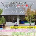 幼児教育専門家のお墨付きのスーパー園！peekaboo幼稚舎の魅力を徹底解明します！