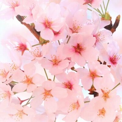 【広島】お花見の穴場スポット11選！絶景広がる夜桜やドライブも♡