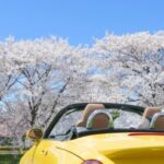 ドライブしてきれいな桜を見よう！広島県内のおすすめ桜並木5選