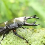 広島でクワガタやカブトムシが買えるお店4選！昆虫専門店のお店も♪