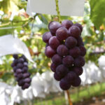 秋の味覚を堪能！広島で果物狩りができるスポット5選