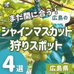 まだ間に合う！広島のシャインマスカット狩りスポット4選♪