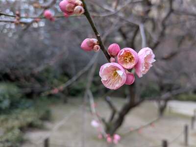 広島　梅