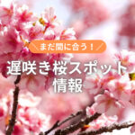 今週末が見ごろかも♡まだまだ花見に間に合う！広島遅咲き桜スポット情報