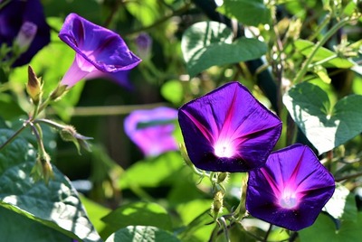 残暑　裏ワザ