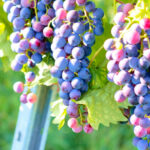 秋は何して遊ぶ?フルーツ狩りに紅葉など季節ならではの楽しみ方4選