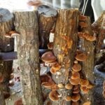 広島できのこ狩り体験！秋の味覚が満喫できるおすすめスポット5選