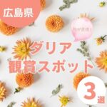 広島県で華やかに咲くダリアを見られる!おすすめ観賞スポット3選