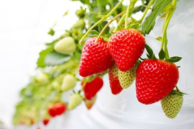 真っ赤に実ったいちご