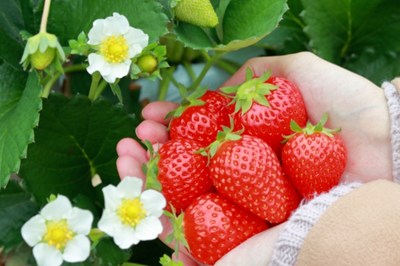 真っ赤に実ったいちご