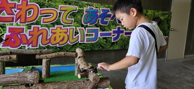 カブトムシに触る男の子