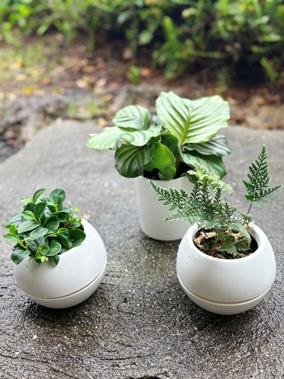 3つの観葉植物