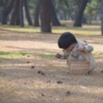 広島で松ぼっくりが拾える場所6選♪植物公園や街中、穴場スポットも
