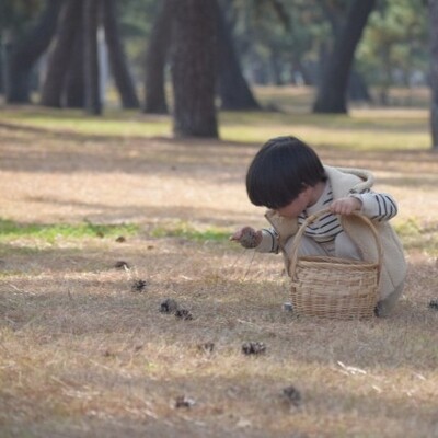 広島で松ぼっくりが拾える場所6選♪植物公園や街中、穴場スポットも